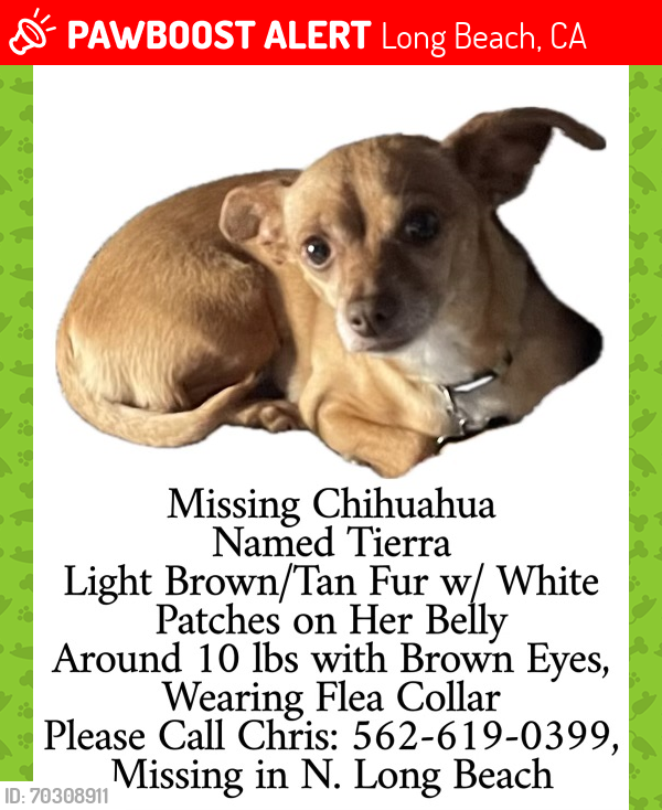 Lost Female Dog last seen Cerritos Ave, 60th street, Long Beach, CA 90755