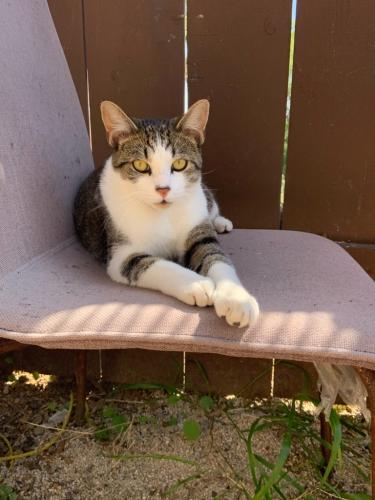 Lost Male Cat last seen Canyon dr. And libby st. , Oceanside, CA 92054
