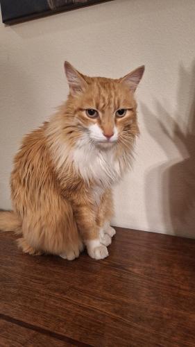 Lost Male Cat last seen Lake hazel cloverdale, Boise, ID 83709