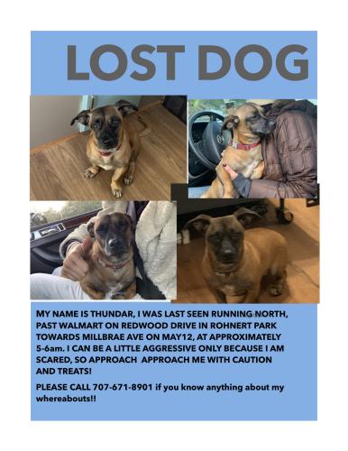 Lost Male Dog last seen Redwood Road and Milldrae avr, Rohnert Park, CA 95407