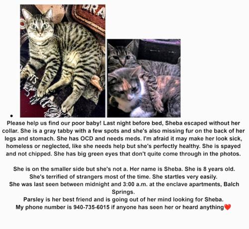 Lost Female Cat last seen Elam, Balch Springs, TX 75180