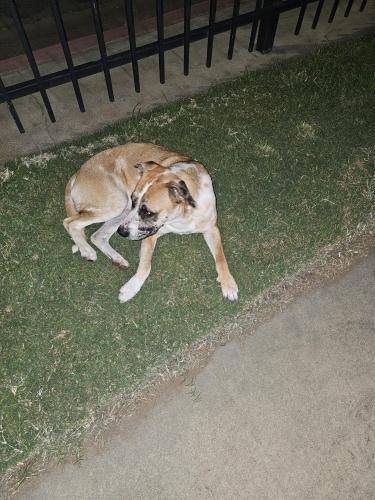 Lost Female Dog last seen Kern & Mayor, Fresno, CA 93706