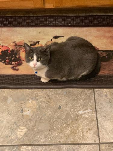 Lost Female Cat last seen Near w 2025 south circle, The Mirage ests #54, St George UT 84770, St. George, UT 84770