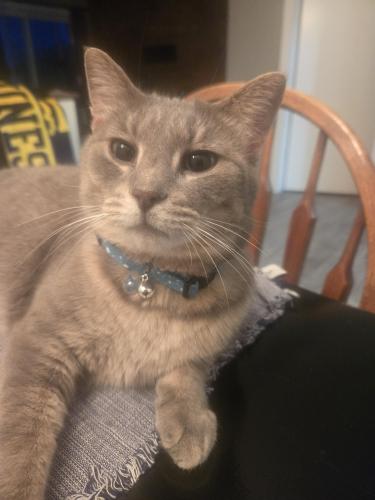 Lost Female Cat last seen 44th and Kalamzoo is the major intersection.  She'd be anywhere between 44th and 36th likely., Grand Rapids, MI 49508