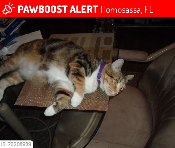 Lost Female Cat last seen Michigan, Homosassa, FL 34448