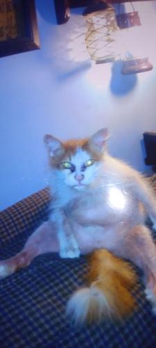 Lost Male Cat last seen East Brown and Main, Nicholasville, KY 40356