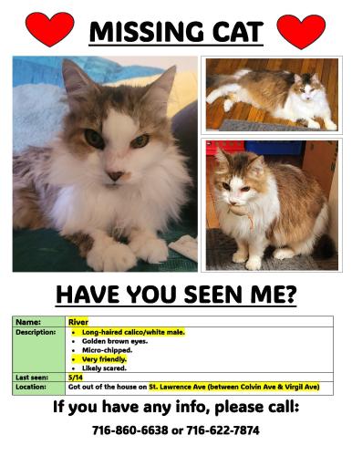 Lost Male Cat last seen between Virgil Ave & Colvin Ave, Buffalo, NY 14216