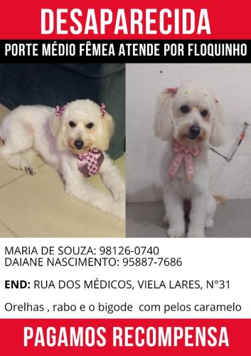 Lost Female Dog last seen Guarulhos pimentas , Guarulhos, SP 07263-050
