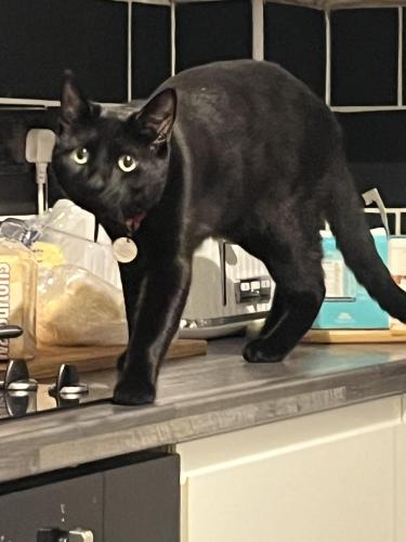 Lost Male Cat last seen Around Greenford Green long Drive , Greater London, England UB6 8LZ