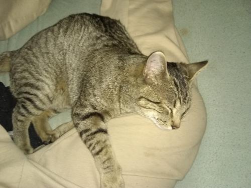 Lost Male Cat last seen Sutter Ln. and Nuner Dr., Ione, CA 95640