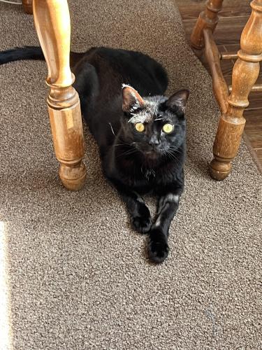 Lost Male Cat last seen Browns Woods Rd, Annapolis, MD 21409