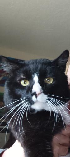 Lost Male Cat last seen 23rd Ave W 10th St, Greeley, CO 80634
