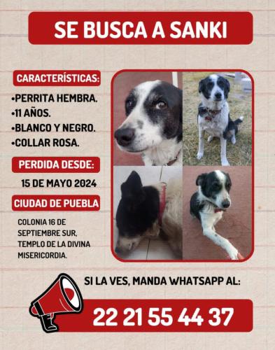 Lost Female Dog last seen Templo de la Divina Miscericordia, Heroica Puebla de Zaragoza, Pue. 72474