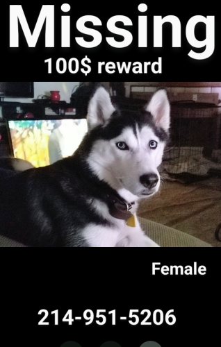 Lost Female Dog last seen Near and 276 in Royce City , Royse City, TX 75189