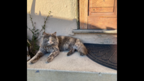 Lost Female Cat last seen entering alley from ninth street between 900 block of Edgar and California, Beaumont, CA 92223