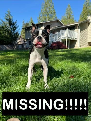 Lost Female Dog last seen Olman Point , Vaughn, WA 98394