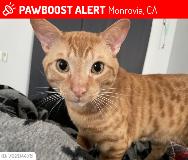 Lost Male Cat last seen Near Valle Vista Ave, Monrovia, Monrovia, CA 91016