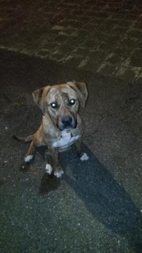 Lost Female Dog last seen Asheville hwy , Spartanburg, SC 29303