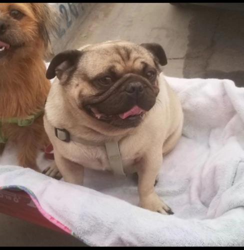 Lost Male Dog last seen Redlands ave , Perris, CA 92571