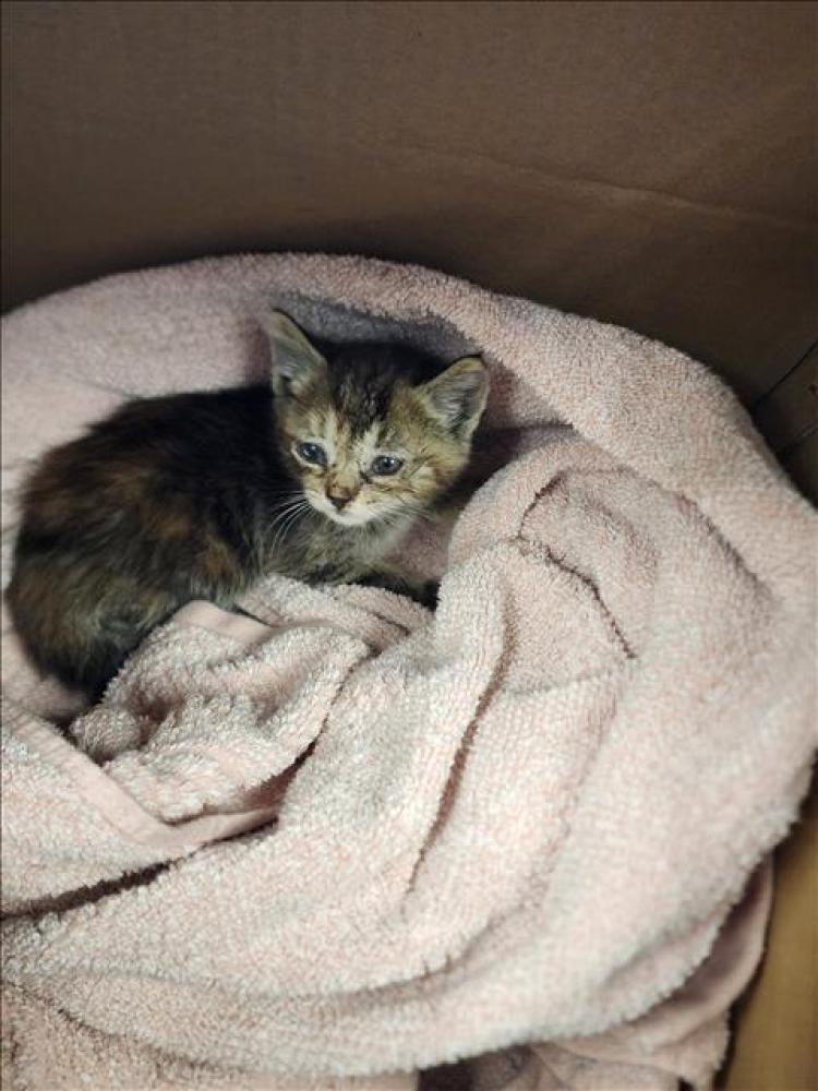 Shelter Stray Female Cat last seen , Los Angeles, CA 90025