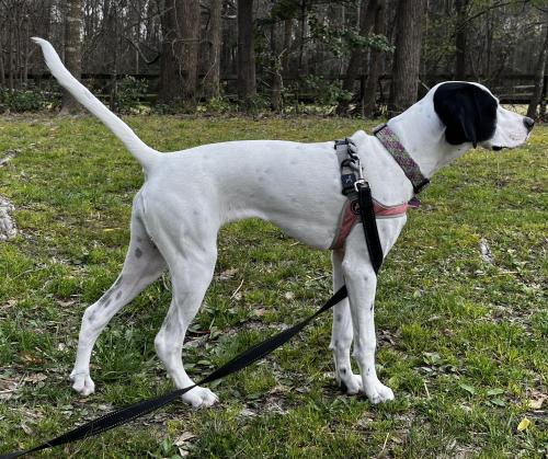 Lost Female Dog last seen Louisbury Rd, Mitc Mill Rd, Highway 401, Wake County, NC 27571