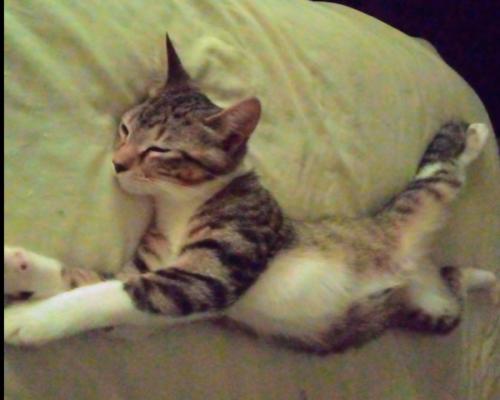 Lost Female Cat last seen OakwoodAve& MinorAve, Huntsville, AL 35811