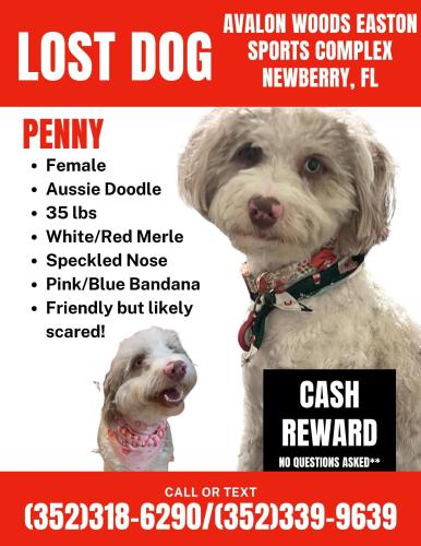Lost Female Dog last seen Near Easton Sports Complex/Avalon Woods Subdivision, Newberry, FL 32669