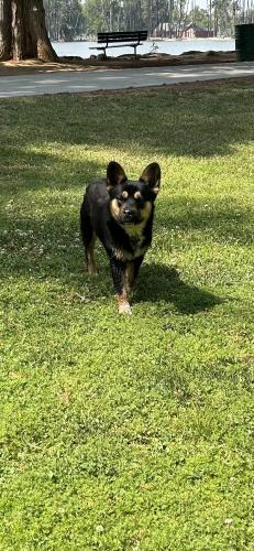 Found/Stray Unknown Dog last seen By the pond, Riverside, CA 92501