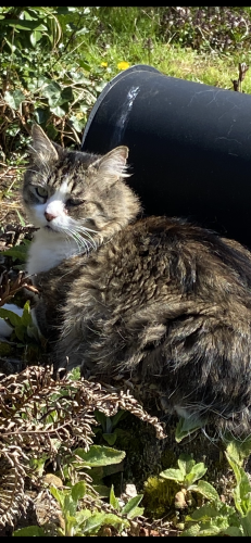 Lost Male Cat last seen State Rt 202 and 324th Ave SE, Fall City, WA 98024
