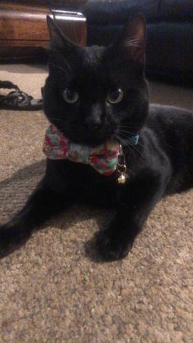Lost Male Cat last seen Broadway  and Simmons, Edmond, OK 73034