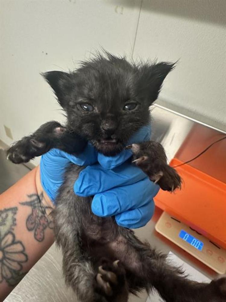 Shelter Stray Female Cat last seen Near BLOCK WOODROW AVE, BAKERSFIELD CA 93308, Bakersfield, CA 93308