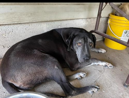 Lost Male Dog last seen Matlock y Bardin, Arlington, TX 76018