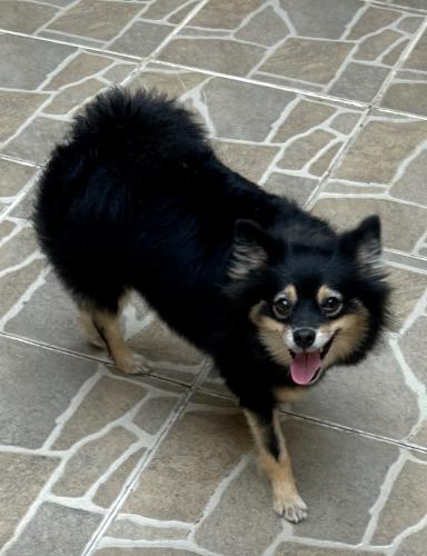 Lost Female Dog last seen Avenida Passos, Vila Passos, SP 