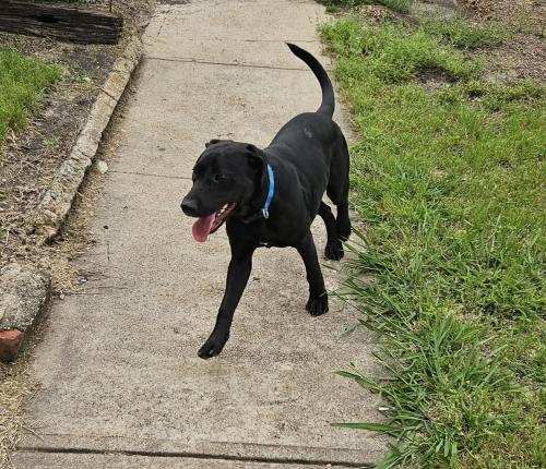 Found/Stray Male Dog last seen Hidalgo and el Centro dallas texas, Dallas, TX 75220