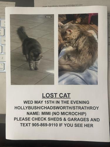 Lost Female Cat last seen Hollybush and Parkside , Hamilton, ON L0R 2H5