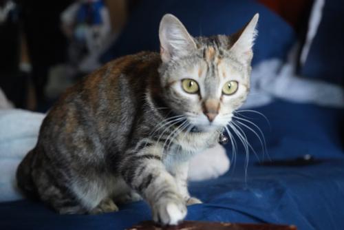 Lost Female Cat last seen Near arbury street, Hesperia, CA 92345