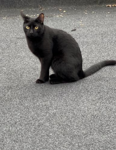 Lost Male Cat last seen St James road, Greater London, England E15 1RN