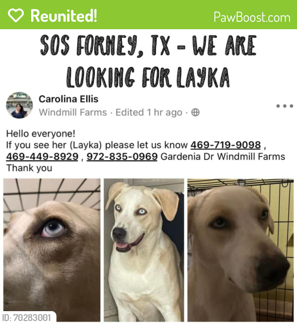 Reunited Female Dog last seen Forney, TX 75126, USA, Forney, TX 75126