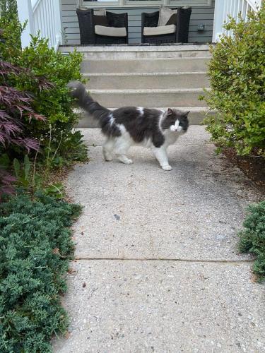 Lost Male Cat last seen Lincoln Ave Collingswood NJ, Collingswood, NJ 08108
