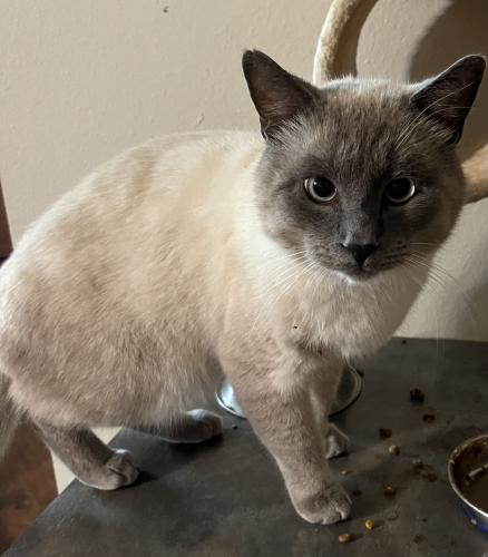 Lost Male Cat last seen Eagle Drive and Orlimar near the golf course , Crestview, FL 32536