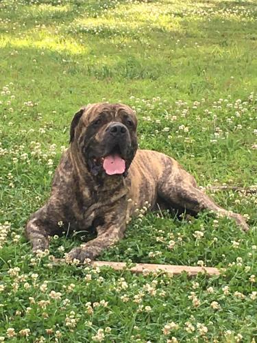 Lost Male Dog last seen Near MEADOWBROOK DRIVE, Tobaccoville, NC 27050