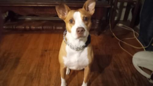 Lost Male Dog last seen January Street or regal, St. Louis, MO 63109