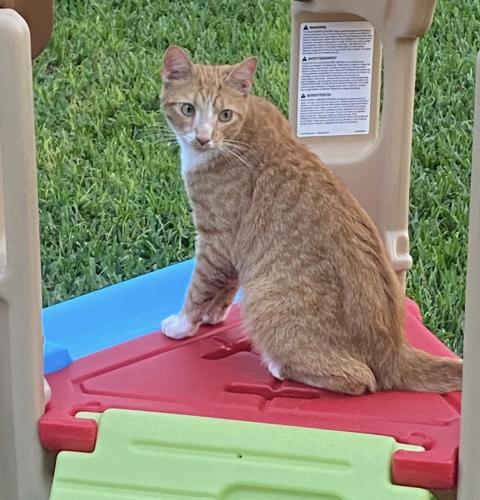 Lost Male Cat last seen East of South Dade Park, Homestead, FL 33033
