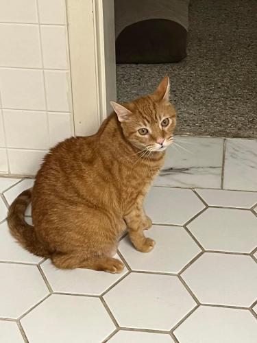 Lost Male Cat last seen Kentucky and S 12th, Fort Pierce, FL 34950