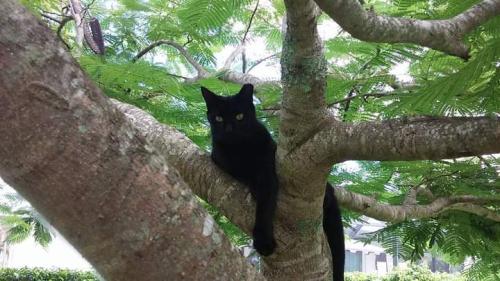 Lost Female Cat last seen Price St and Rt 41, Naples, FL 34113