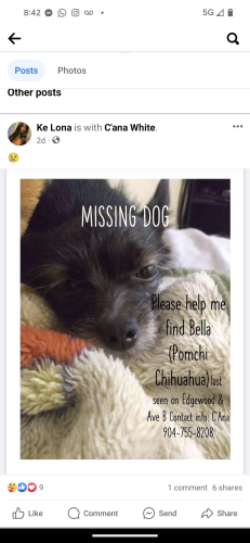 Lost Female Dog last seen Edgewood Avenue and Avenue B Jacksonville FL , Jacksonville, FL 32209
