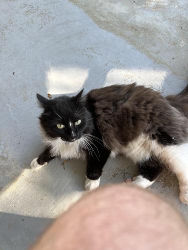 Lost Male Cat last seen Briarwood Subdivision , Baton Rouge, LA 70809
