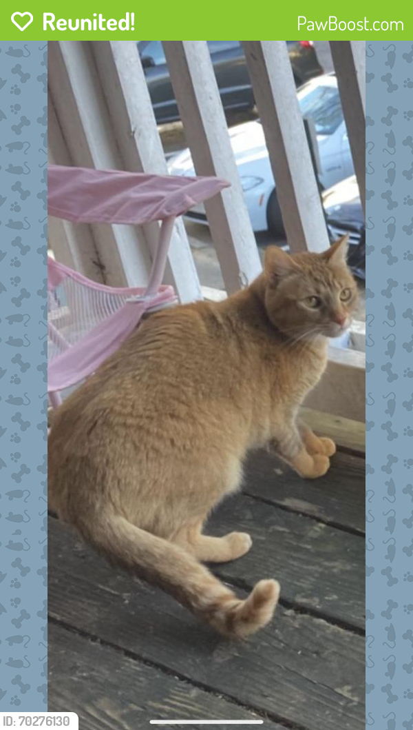 Reunited Male Cat last seen Near Sweetwater Rd, Lawrenceville, GA 30044, USA, Lawrenceville, GA 30044