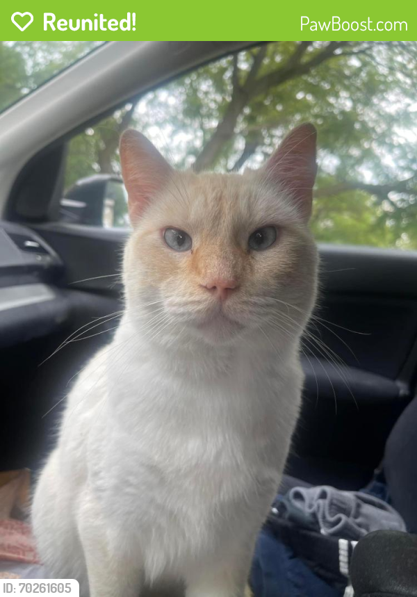 Reunited Male Cat last seen Ruggles St, Omaha, NE, USA, Omaha, NE 68104