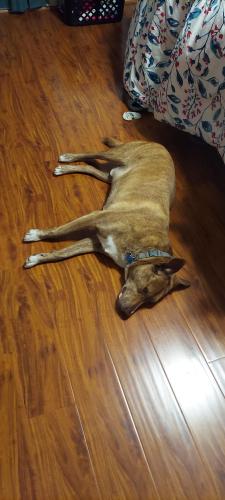 Lost Male Dog last seen Senate sy and Highway 290, Jersey Village, TX 77040